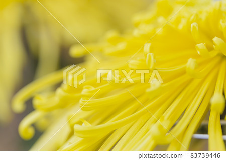 Chrysanthemum Kiku Kiku Flower Kiku Season Full Bloom Chrysanthemum Japanese Beauty 83739446