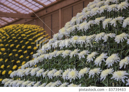 Chrysanthemum Kiku Kiku Flower Kiku Season Full Bloom Chrysanthemum Japanese Beauty 83739483
