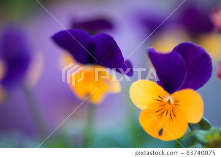 Elegant and cute pansies Elegant and cute pansies 83740075