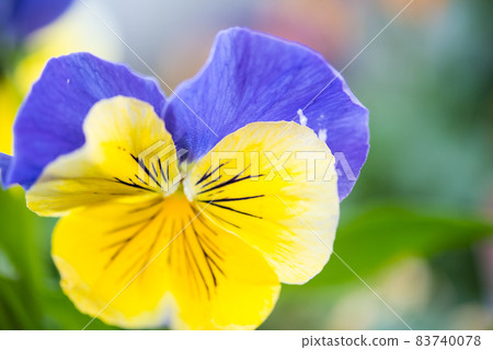 Elegant and cute pansies 83740078