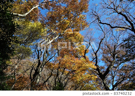 茨城縣筑波山山頂的自然研究路,紅葉風景 茨城縣筑波山山頂的自然研究路,紅葉風景 83740232