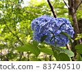 Hydrangea looking up from below 83740510