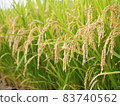 Fruit of rice 83740562