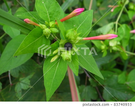 Oshiloven seeds 83740933