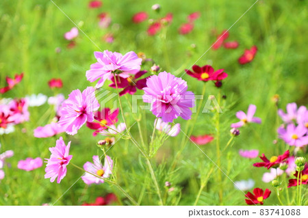 Cosmos flowers 83741088