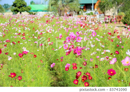 Cosmos flowers Cosmos flowers 83741090