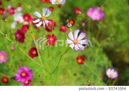 Cosmos flowers Cosmos flowers 83741094