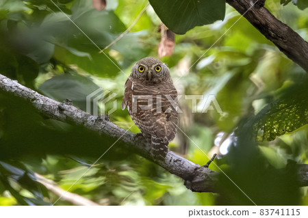 Image of asian barred owlet (Glaucidium cuculoides) on nature background. Owl. Bird. Animals. 83741115