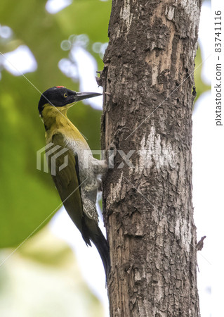 Image of Black-headed Woodpecker (Picus erythropygius)perched on a tree on nature background. Bird. Animals. 83741116