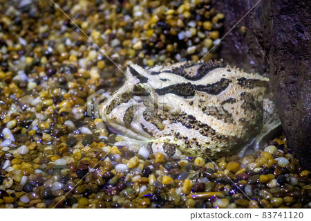 Image of horned frog on nature background. . Animals. Amphibians Image of horned frog on nature background. . Animals. Amphibians 83741120