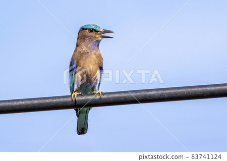Image of indochinese roller bird(Coracias affinis) on nature background. Bird. Animals. 83741124