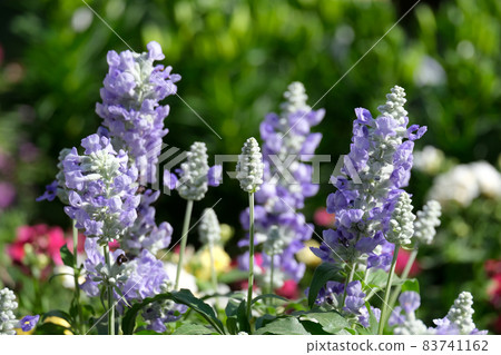 Blooming marwa, a species of sage 83741162