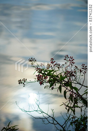 Wild rose fruit on the Shinano River and Yasuragi embankment 83741282