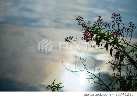 Wild rose fruit on the Shinano River and Yasuragi embankment 83741283