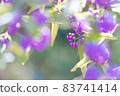 Murasaki Shikibu 83741414