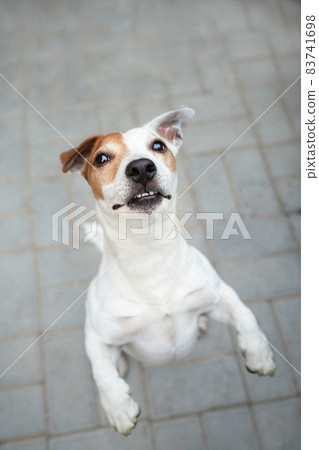 The dog stands on its hind legs and begs for food. Jack Russell Terrier. The dog stands on its hind legs and begs for food. Jack Russell Terrier. 83741698