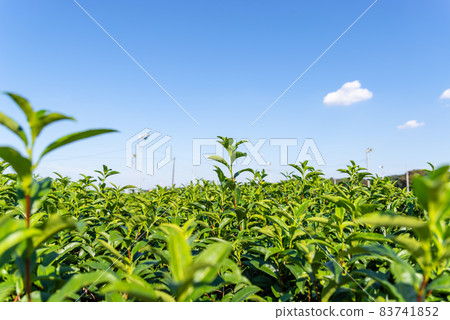Tea plantation under the blue sky in autumn a-1 83741852
