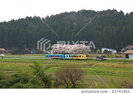 Spring walk around Neo Road, 29 (Motosu City, Gifu Prefecture) 83741982