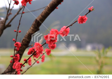 Spring Neo Road Walk ・ 10 (Motosu City, Gifu Prefecture) Spring Neo Road Walk ・ 10 (Motosu City, Gifu Prefecture) 83742001