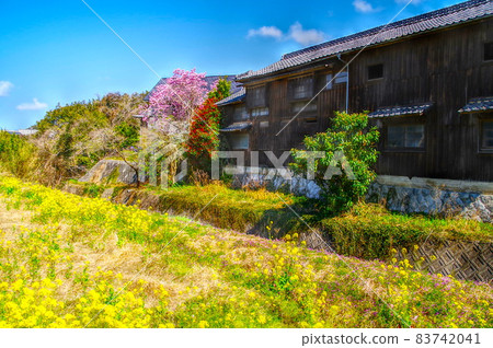 油菜花和房屋（日本的春天） 83742041