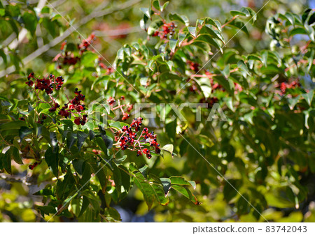 Striped eel catfish with red skin and round black fruits in autumn Striped eel catfish with red skin and round black fruits in autumn 83742043