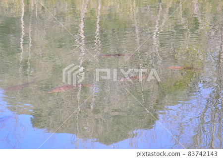 池塘表面的鯉魚像日本畫(柔和的背景)像日本畫的風景(池塘里的鯉魚) 池塘表面的鯉魚像日本畫(柔和的背景)像日本畫的風景(池塘里的鯉魚) 83742143