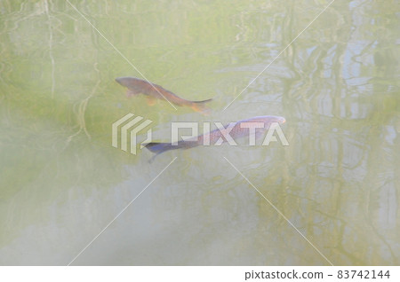 池塘表面的鯉魚像日本畫(柔和的背景)像日本畫的風景(池塘里的鯉魚) 池塘表面的鯉魚像日本畫(柔和的背景)像日本畫的風景(池塘里的鯉魚) 83742144