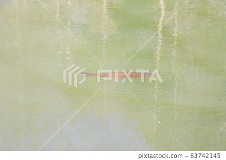 池塘表面的鯉魚像日本畫(柔和的背景)像日本畫的風景(池塘里的鯉魚) 池塘表面的鯉魚像日本畫(柔和的背景)像日本畫的風景(池塘里的鯉魚) 83742145