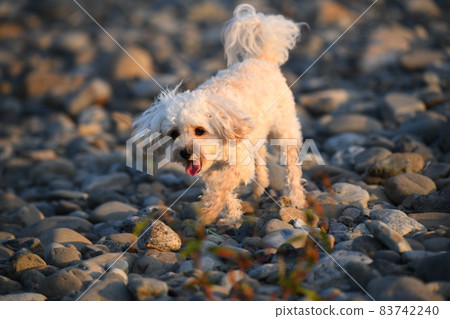 河畔馬爾蒂普 83742240