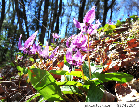 一朵在陽光下綻放的紅花。一朵自然生長的紅花。 一朵在陽光下綻放的紅花。一朵自然生長的紅花。 83742294