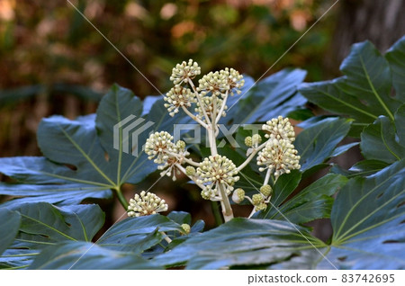 Bud of flower of flower Bud of flower of flower 83742695