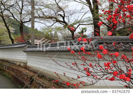 Spring walk around Neo Road 81 (Motosu City, Gifu Prefecture) Spring walk around Neo Road 81 (Motosu City, Gifu Prefecture) 83742870