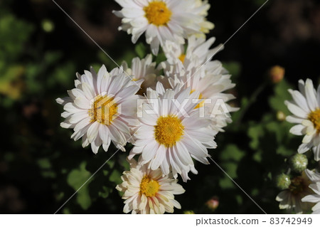 秋季花園中盛開的白色噴霧菊花 秋季花園中盛開的白色噴霧菊花 83742949