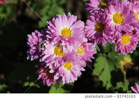 Pink spray giku flowers blooming in the autumn garden Pink spray giku flowers blooming in the autumn garden 83743103