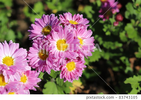 Pink spray giku flowers blooming in the autumn garden 83743105