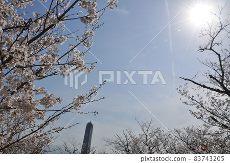 Cherry blossoms and towers 83743205