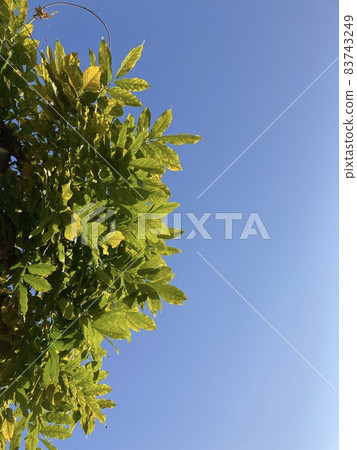 blue sky and green blue sky and green 83743249
