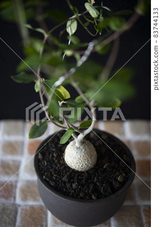 Martian (Foccare Eduris) Martian (Foccare Eduris) 83744133