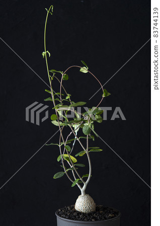Martian (Foccare Eduris) Martian (Foccare Eduris) 83744139