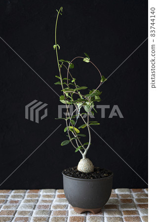 Martian (Foccare Eduris) Martian (Foccare Eduris) 83744140