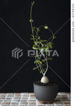Martian (Foccare Eduris) Martian (Foccare Eduris) 83744141