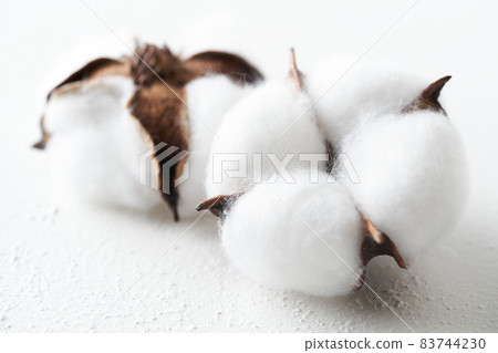 棉花棉花花 83744230