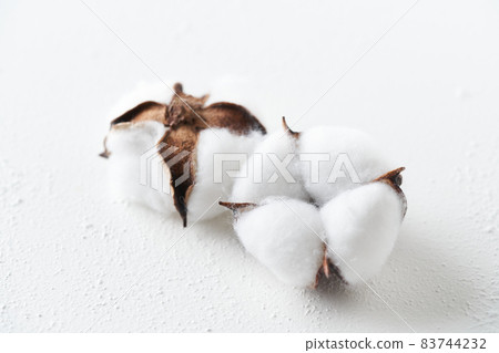 Cotton cotton flower Cotton cotton flower 83744232