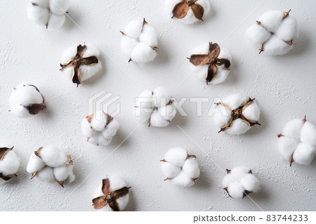 棉花棉花花 83744233