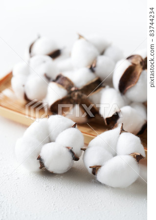 Cotton cotton flower Cotton cotton flower 83744234
