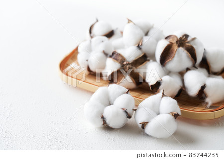 Cotton cotton flower Cotton cotton flower 83744235