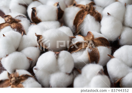 棉花棉花花 83744352