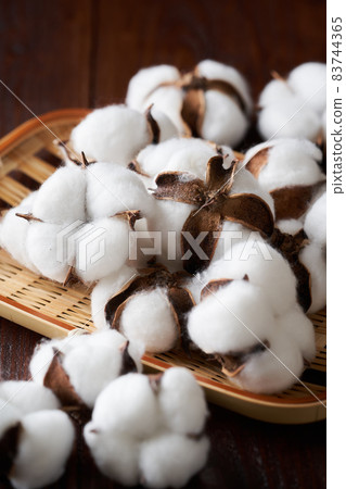 Cotton cotton flower 83744365