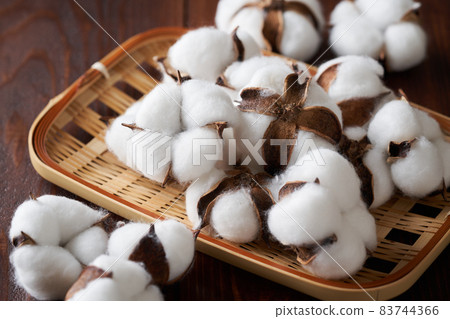 棉花棉花花 83744366