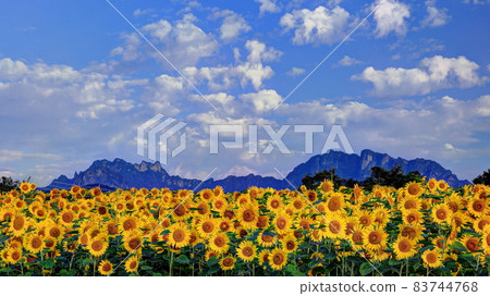 Lake Nyu sunflower field and Mt. Myogi 83744768